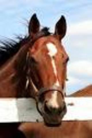 Park and his horse collapse.