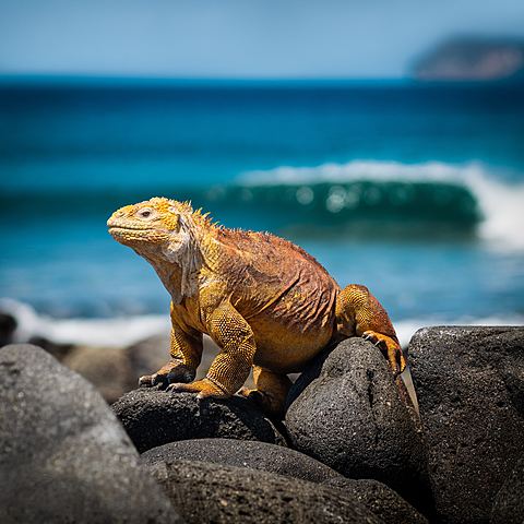Charles Darwin's Adventure on the Galapagos Islands