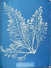 Cyanotype
