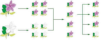 Teoría de la Herencia