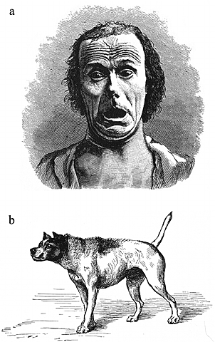 The Expression of Emotions in Man and Animals