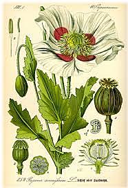 Demostraciones de Pierre Jean Robiquet, Jean Jacques Colin y  Adam Sertürner