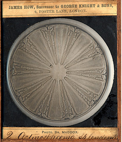 Silver Gelatin Process (Dry Plate Process)