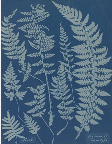 Anna Atkin publishes "British Algae: Cyanotype Impressions"