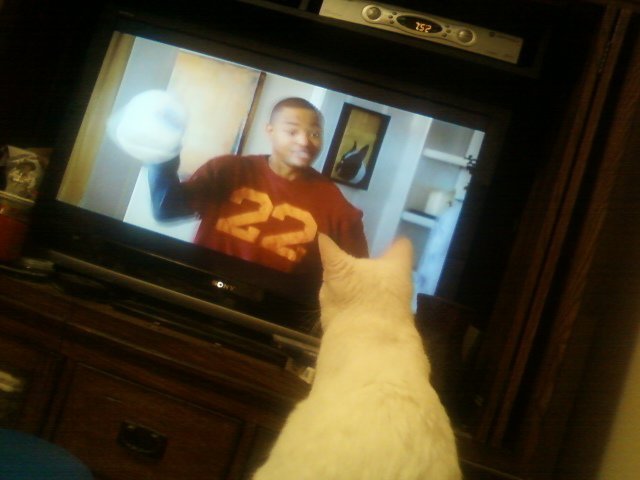 tv and cats