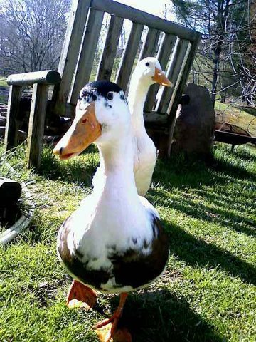 Daffey duck