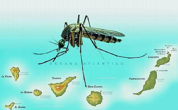 Fiebre amarilla o "vómito negro"