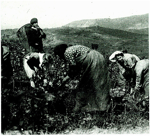 Llei d'Unitat Sindical