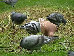 Hur meddelande man varandra varningar om t.ex angrepp var på väg att ske?