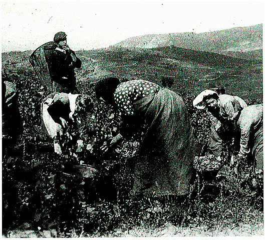 Llei de Unitat Sindical
