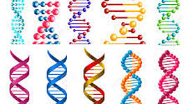 Timeline: CRONOGRAMA DNA