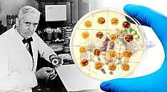 Descubrimiento de la penicilina