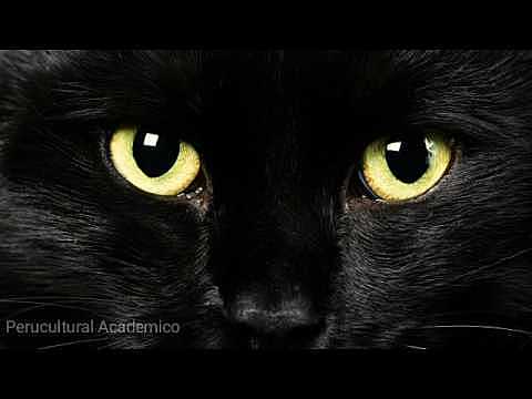 Publicacion de "El gato negro"