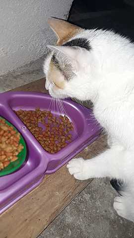 Cat food