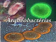 ORGANISMOS   HETERÓTROFOS