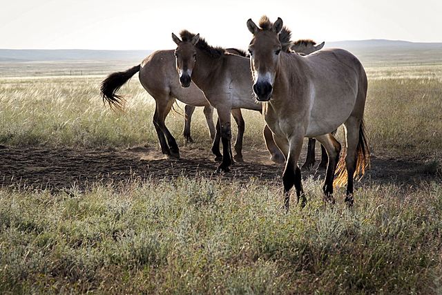 Metas Objetivo 15: Vida de ecosistemas terrestres