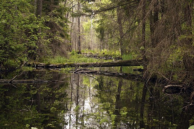 Metas Objetivo 15: Vida de ecosistemas terrestres.Parte 2