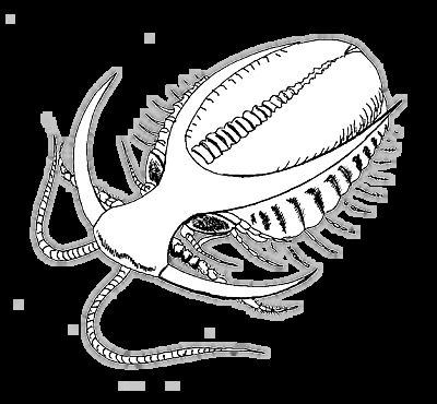 LOS PRIMEROS METAZOOS A LA ESQUEMATIZACIÓN