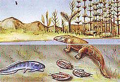 COLONIZACIÓN DE LA TIERRA