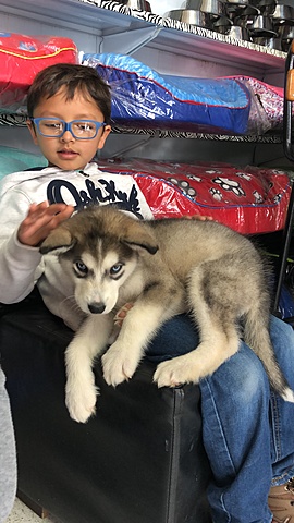 La llegada de Thor a mi familia