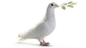 Se utilizan palomas mensajeras.