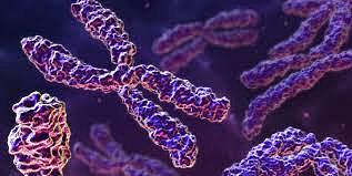 Se secuencia el primer cromosoma