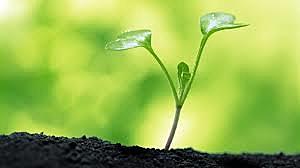 Mapa completo del genoma de una planta comestible