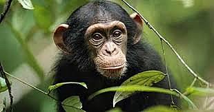 Se secuencia completamente el genoma del chimpancé