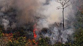 Timeline: Imágenes falsas sobre el incendio en el Amazonas 2019