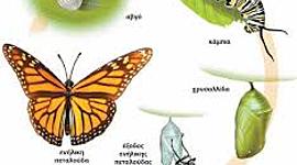 Timeline: Η μεταμόρφωση