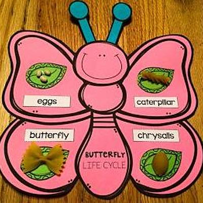 Timeline: Ο κύκλος ζωής της πεταλούδας