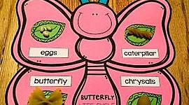 Timeline: Ο κύκλος ζωής της πεταλούδας