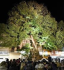 2010, Año Local del Árbol