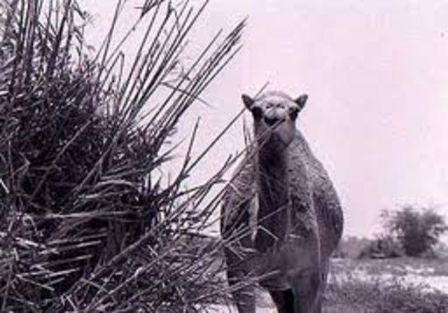 Camels and Horses
