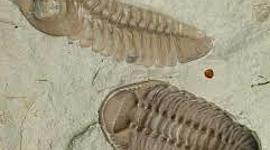 Timeline: Η ΕΞΕΛΙΞΗ ΤΟΥ ΓΕΩΛΟΓΙΚΟΥ ΧΡΟΝΟΥ (χρονολογίες σε εκατομμύρια έτη)