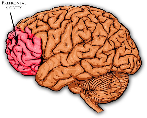 ADOLESCENCE-Prefrontal Cortex (Cognitive)