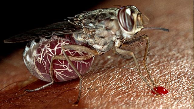 Se aislaron los agentes productores de la enfermedad del sueño