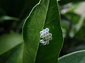 Η πεταλούδα γεννάει τα αυγά της...