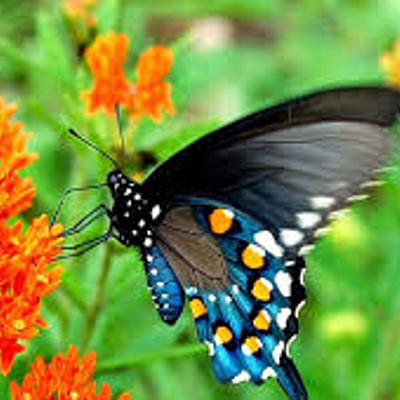 Timeline: Η γέννηση της πεταλούδας