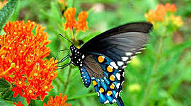 Timeline: Η γέννηση της πεταλούδας