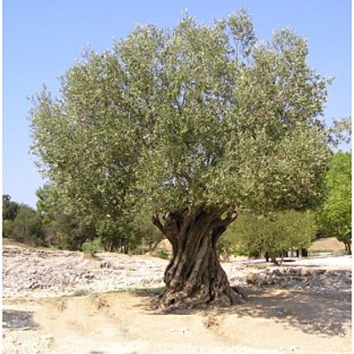 Timeline: Η καλλιεργεια της ελιάς