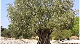 Timeline: Η καλλιεργεια της ελιάς