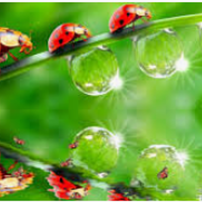 Timeline: Ο κύκλος ζωής της πασχαλίτσας