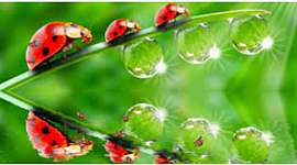 Timeline: Ο κύκλος ζωής της πασχαλίτσας