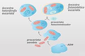 TEORIA ENDOSIMBIOTICA