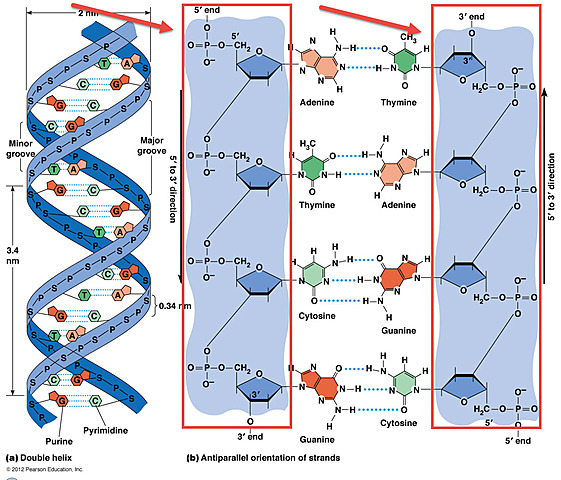 DNA Molecule is published.