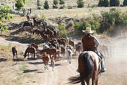 Cattle Drives