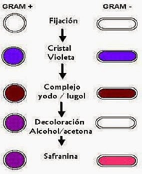 Tinción diferencial