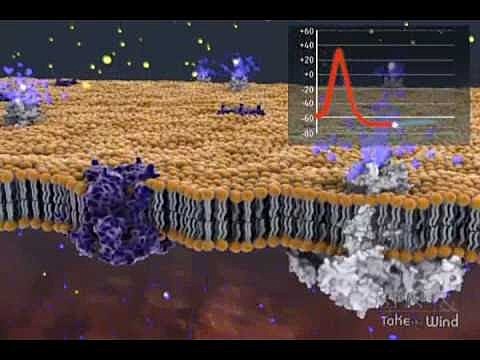 Ser ou não ser, eis a questão!
