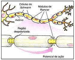 Descubra-me, please!